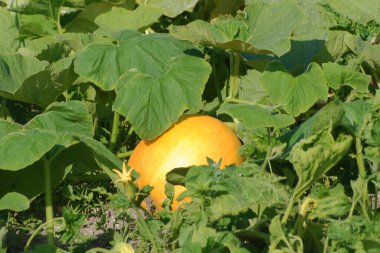 Yaygın bir balkabağı (lat. Cucurbita pepo, balkabağı familyasından bir bitki türü.)
