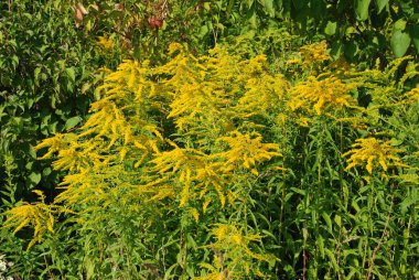 Golden Cowl Canadian (Latin Solidgo canadnsis), bloom, family astropeus, flowers, general view, genus goldenrod, green, leaves, or composite, taç yaprakları, plant, weed, wild, yellow