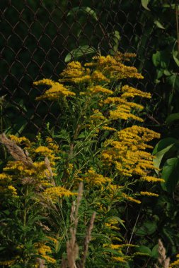 Golden Cowl Canadian (Latin Solidgo canadnsis), bloom, family astropeus, flowers, general view, genus goldenrod, green, leaves, or composite, taç yaprakları, plant, weed, wild, yellow