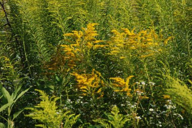 Golden Cowl Canadian (Latin Solidgo canadnsis), bloom, family astropeus, flowers, general view, genus goldenrod, green, leaves, or composite, taç yaprakları, plant, weed, wild, yellow