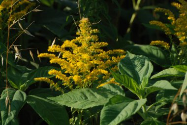 Golden Cowl Canadian (Latin Solidgo canadnsis), bloom, family astropeus, flowers, general view, genus goldenrod, green, leaves, or composite, taç yaprakları, plant, weed, wild, yellow