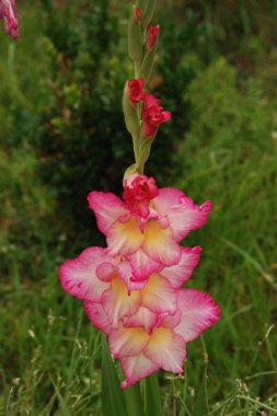 Kosariki (Gladiolus), midye familyasından uzun ömürlü bir bitki cinsidir.