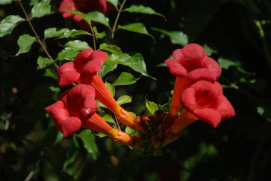 Gereza yaygın (Lcium barbarum L., 1753, çevir omuriliği, çıkıntı)  