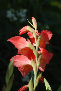 Kosariki (Gladiolus), midye familyasından uzun ömürlü bir bitki cinsidir.