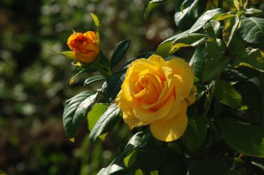 Aster (Aster), Asteraceae familyasından bir bitki cinsidir..