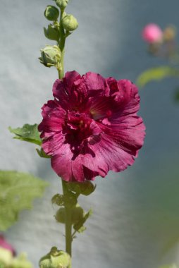  Malva, veya mallow (lat. Mlva)