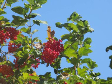 Kalina (Viburnum), Tansy familyasından bir bitki cinsidir.          