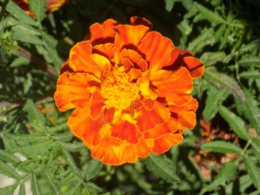 Castle Hill 'in genel manzarası 