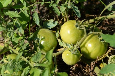 Yenilebilir domates, domates (Lycopersicon)