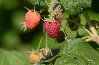 Ahududu Avrupa, düz ahududu veya sadece ahududu