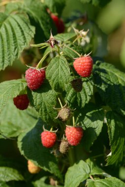 Ahududu Avrupa, düz ahududu veya sadece ahududu