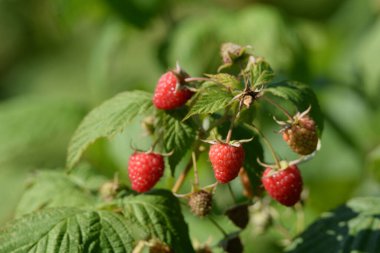 Ahududu Avrupa, düz ahududu veya sadece ahududu
