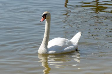 Dilsiz kuğu (Cygnus olor) ördek familyasından bir su kuşudur.). 