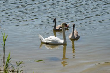 Dilsiz kuğu (Cygnus olor) ördek familyasından bir su kuşudur.). 