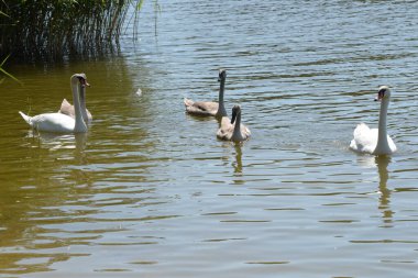 Dilsiz kuğu (Cygnus olor) ördek familyasından bir su kuşudur.). 