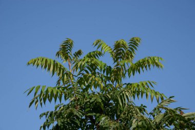 Sirke sumac, kısa saçlı sumak, kıllı sumak, sirke ağacı. Eski karışık sonbahar ormanı. Eski karışık sonbahar ormanı.