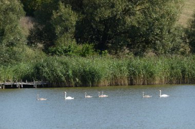 Ikva Nehri, Styr 'ın (Dinyeper Havzası) sağ koludur.)