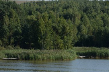  Kva Nehri, Styr 'ın (Dinyeper havzasının) sağ koludur. Sessiz köşe güzel doğa. Eski kozalaklı orman.