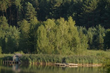 Ikva Nehri, Styr 'ın (Dinyeper havzasının) sağ koludur. Sessiz köşe güzel doğa. Eski kozalaklı orman. 