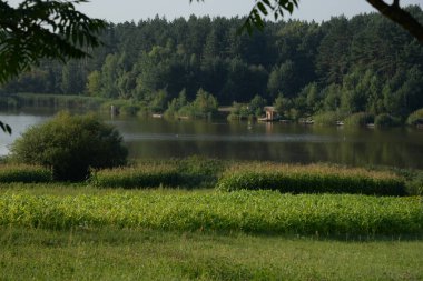  Kva Nehri, Styr 'ın (Dinyeper havzasının) sağ koludur. Sessiz köşe güzel doğa. Eski kozalaklı orman.