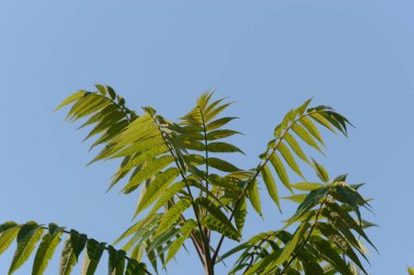 Sirke sumac, kısa saçlı sumak, kıllı sumak, sirke ağacı. Eski karışık sonbahar ormanı. Eski karışık sonbahar ormanı.