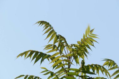 Sirke sumac, kısa saçlı sumak, kıllı sumak, sirke ağacı. Eski karışık sonbahar ormanı. Eski karışık sonbahar ormanı.