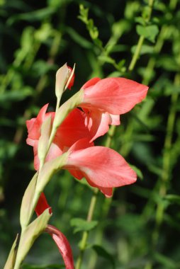Kosariki (Gladiolus), midye familyasından uzun ömürlü bir bitki cinsidir.
