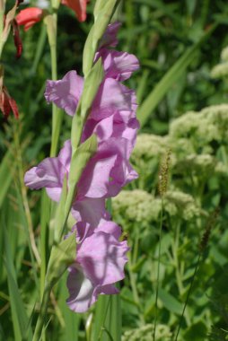 Kosariki (Gladiolus), midye familyasından uzun ömürlü bir bitki cinsidir.