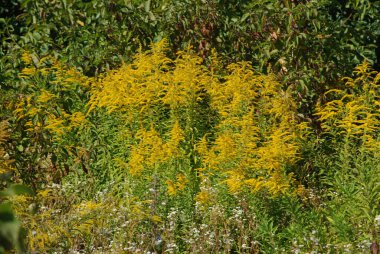 Golden Cowl Canadian (Latin Solidgo canadnsis), bloom, family astropeus, flowers, general view, genus goldenrod, green, leaves, or composite, taç yaprakları, plant, weed, wild, yellow
