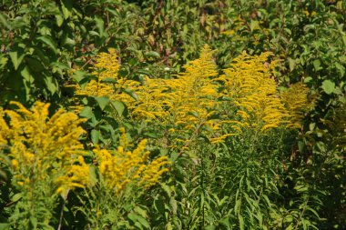Golden Cowl Canadian (Latin Solidgo canadnsis), bloom, family astropeus, flowers, general view, genus goldenrod, green, leaves, or composite, taç yaprakları, plant, weed, wild, yellow