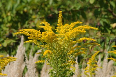 Golden Cowl Canadian (Latin Solidgo canadnsis), bloom, family astropeus, flowers, general view, genus goldenrod, green, leaves, or composite, taç yaprakları, plant, weed, wild, yellow