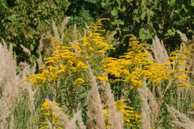 Golden Cowl Canadian (Latin Solidgo canadnsis), bloom, family astropeus, flowers, general view, genus goldenrod, green, leaves, or composite, taç yaprakları, plant, weed, wild, yellow