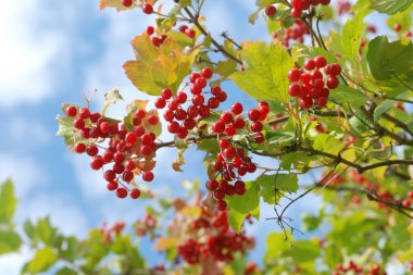 Kalina (Viburnum), Tansy familyasından bir bitki cinsidir.   