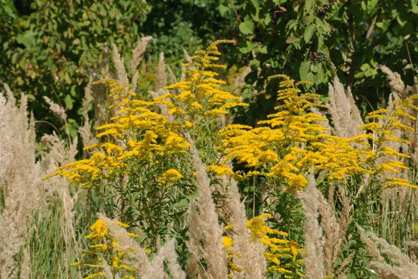 Golden Cowl Canadian (Latin Solidgo canadnsis), bloom, family astropeus, flowers, general view, genus goldenrod, green, leaves, or composite, taç yaprakları, plant, weed, wild, yellow