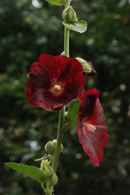 Malva, veya mallow (lat. Mlva)