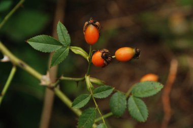 Olgun kalça dalları