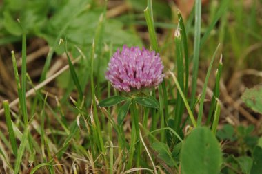 Meadow yoncası (Trifolium pratense), baklagiller familyasından Trifolium familyasından bir bitki türü..