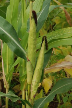 Mısır (Zea mays), baklagiller familyasından yıllık bir bitki türü..