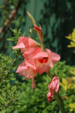 Kosariki (Gladiolus), midye familyasından uzun ömürlü bir bitki cinsidir.