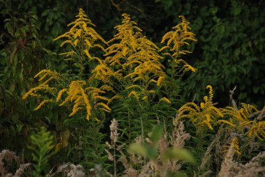Golden Cowl Canadian (Latin Solidgo canadnsis), bloom, family astropeus, flowers, general view, genus goldenrod, green, leaves, or composite, taç yaprakları, plant, weed, wild, yellow