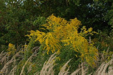 Golden Cowl Canadian (Latin Solidgo canadnsis), bloom, family astropeus, flowers, general view, genus goldenrod, green, leaves, or composite, taç yaprakları, plant, weed, wild, yellow