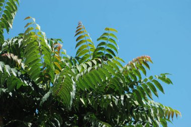 Sirke sumac, kısa saçlı sumak, kıllı sumak, sirke ağacı. Eski karışık sonbahar ormanı. Eski karışık sonbahar ormanı.