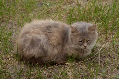 Kedi kedisi (Latince Felis Silvestris catus), kedigiller (Felis) familyasından bir kedi türü.)