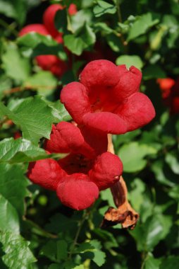 Gereza yaygın (Lcium barbarum L., 1753, çevir omuriliği, çıkıntı)  
