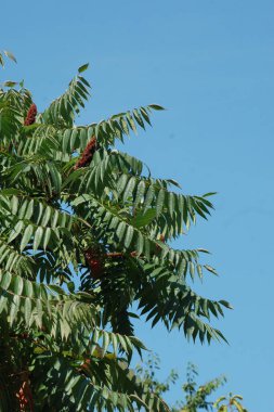 Sirke sumac, kısa saçlı sumak, kıllı sumak, sirke ağacı. Eski karışık sonbahar ormanı. Eski karışık sonbahar ormanı.