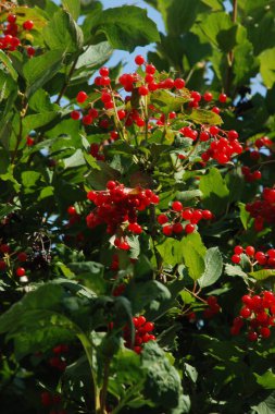 Kalina (Viburnum), Tansy familyasından bir bitki cinsidir.   