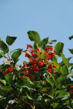 Kalina (Viburnum), Tansy familyasından bir bitki cinsidir.   