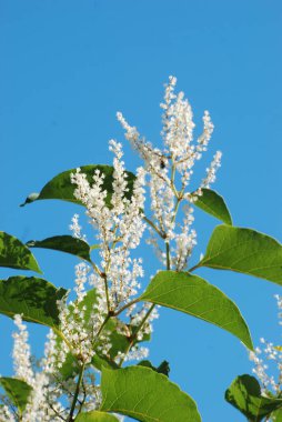Uzak Doğu Japon karabuğday (Reynoutria japonica) 