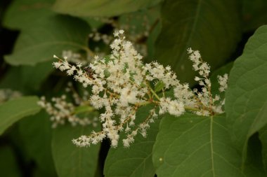 Uzak Doğu Japon karabuğday (Reynoutria japonica)  