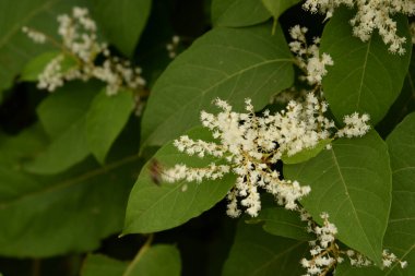Uzak Doğu Japon karabuğday (Reynoutria japonica)  